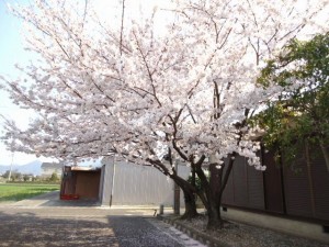 ♪さくら～さくら～満開です(^^♪