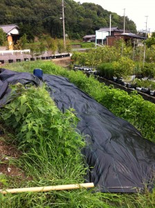 除草シート取り付け作業