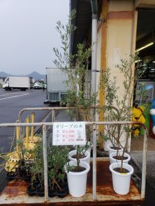 ♡オリーブの苗木大量入荷( *´艸｀)♡